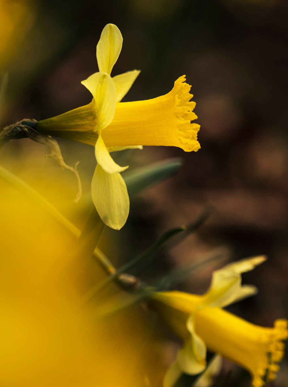 yellow flower in tilt shift lens