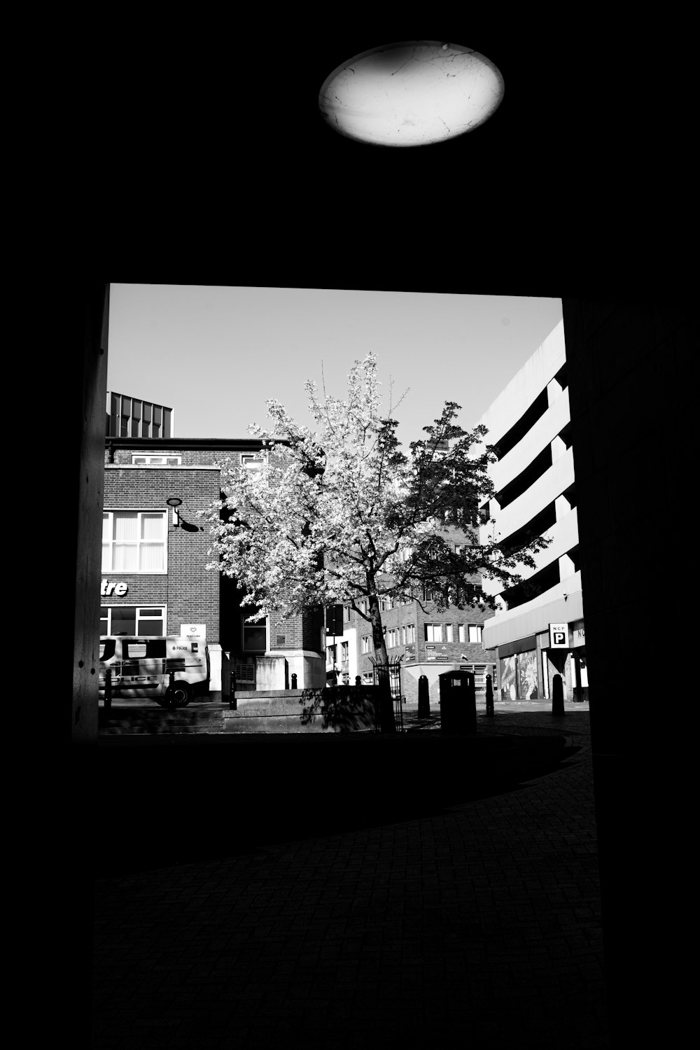 grayscale photo of tree in front of building