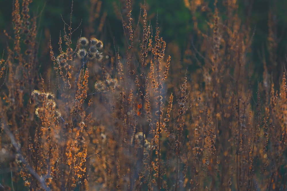 brown and white plant field