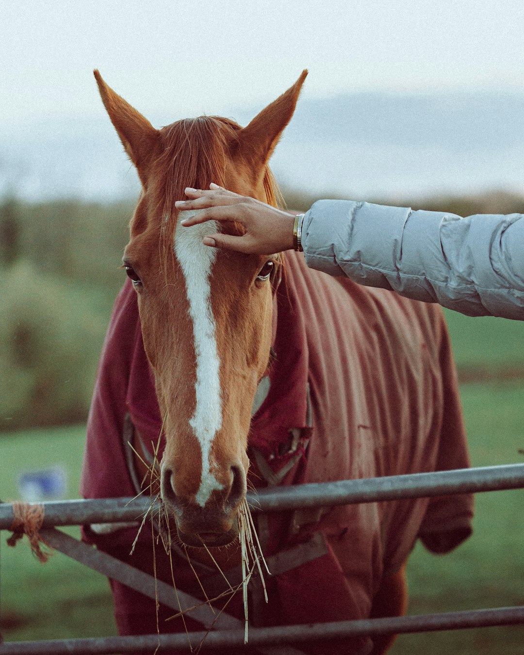 brown and white horse on brown wooden fence during daytime