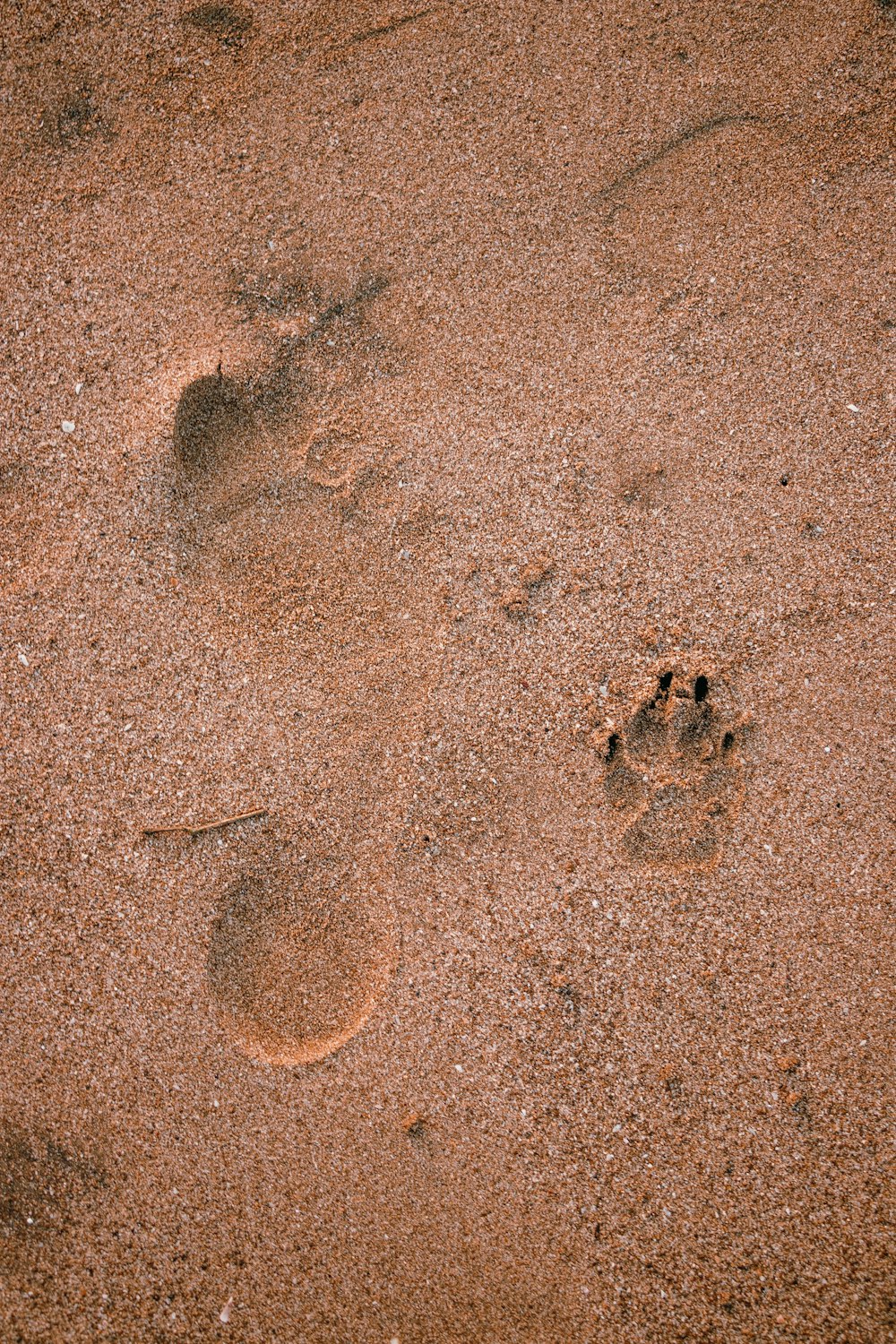 footprints in the sand