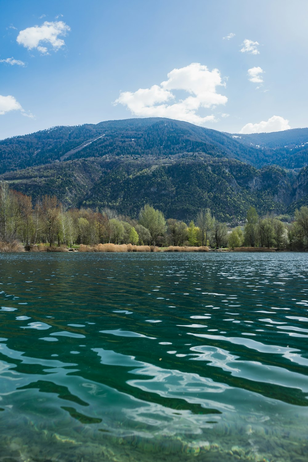 green trees near body of water during daytime