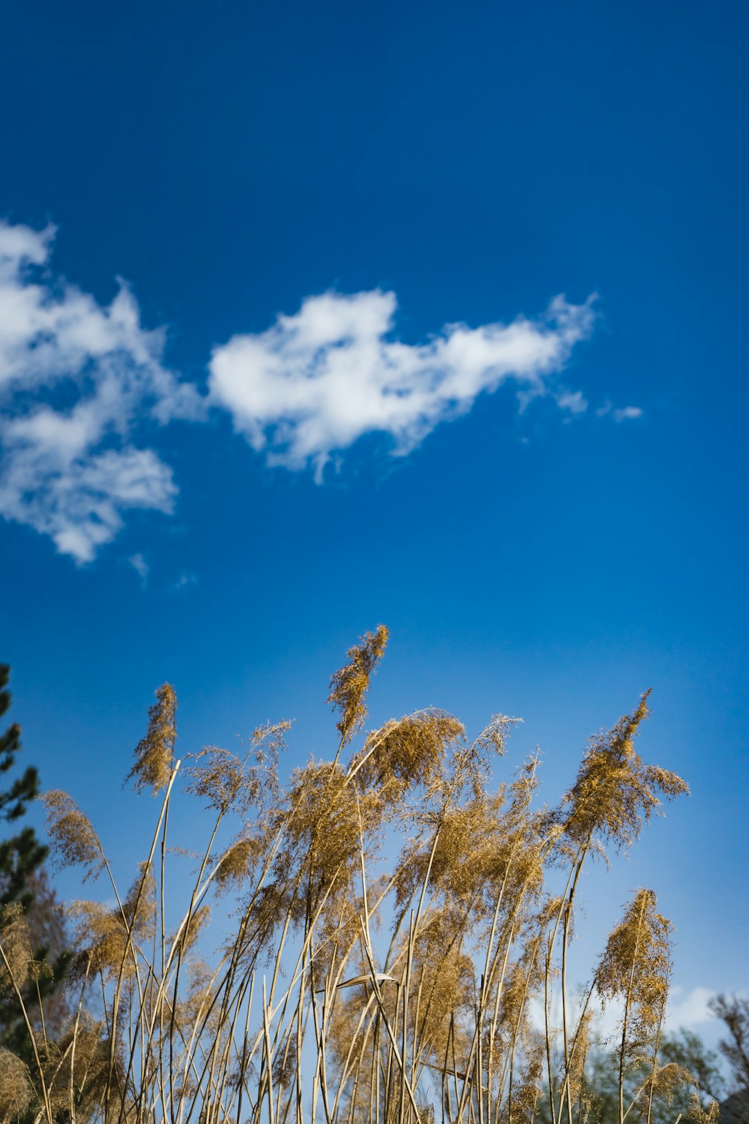 brown grass under blue sky during daytime