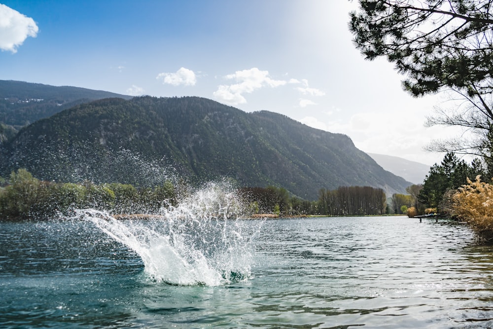 green trees on mountain beside body of water during daytime