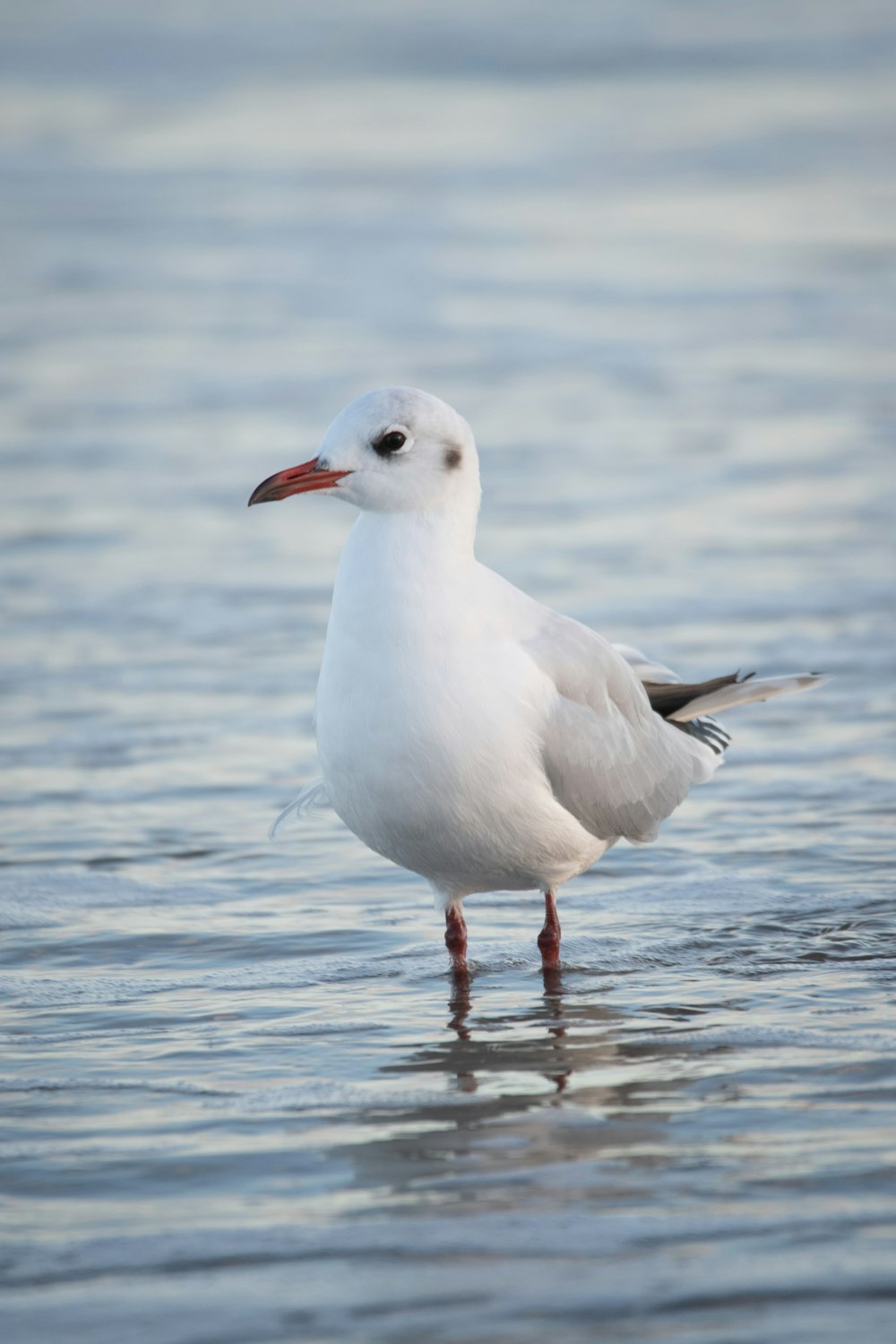 uma gaivota em pé na água à procura de comida