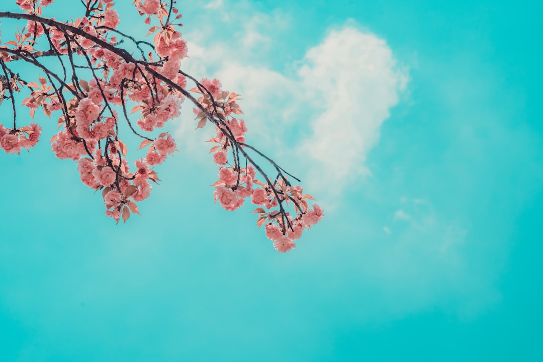 pink cherry blossom tree under blue sky