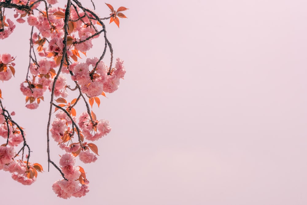 pink cherry blossom in bloom during daytime