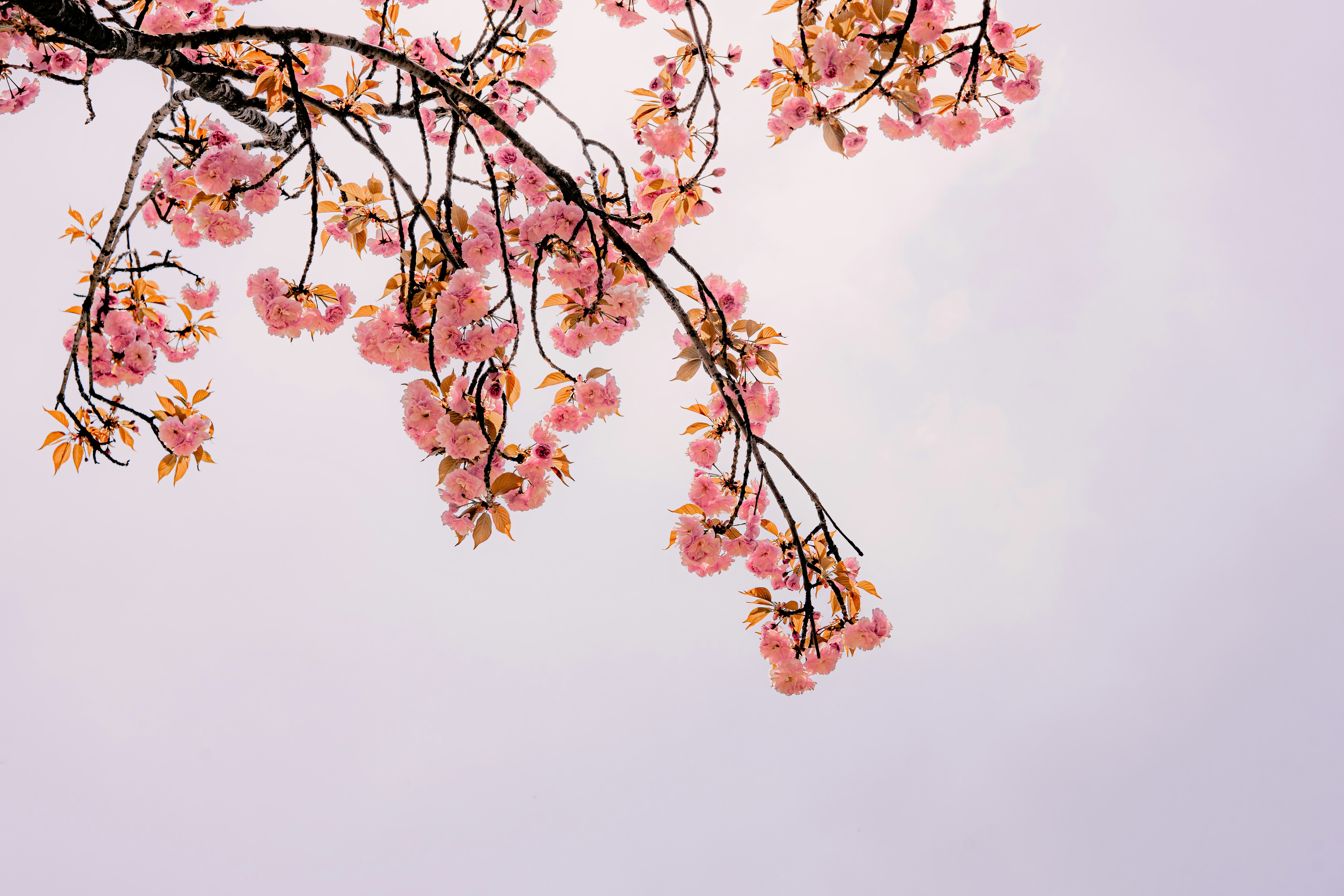 pink cherry blossom tree under white sky