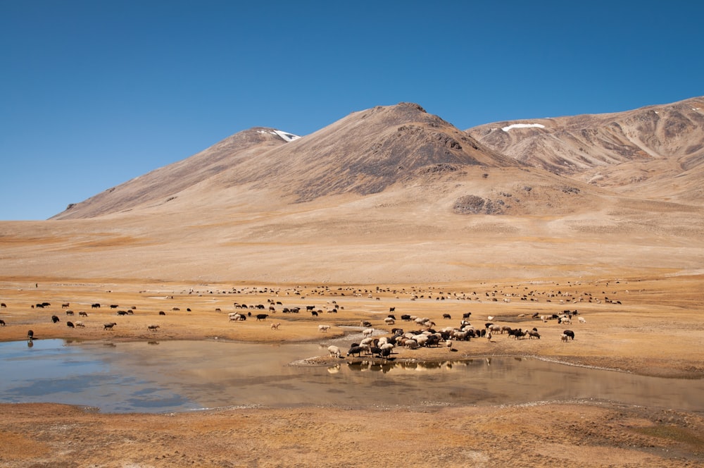 brown and white mountains under blue sky during daytime