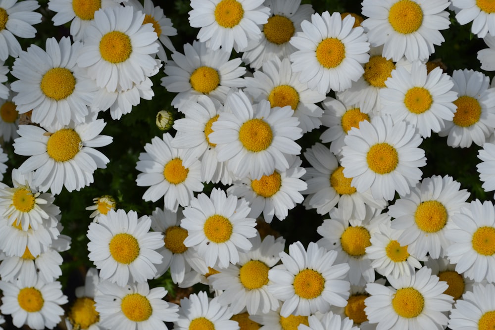 white daisies in bloom during daytime