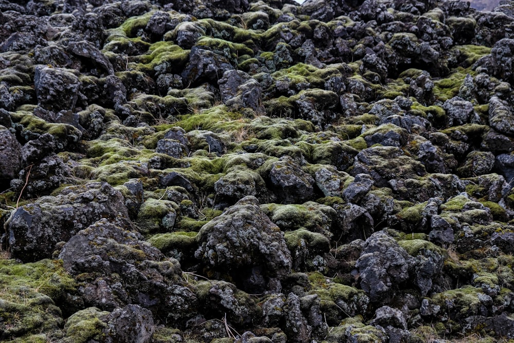 hojas verdes y negras de las plantas