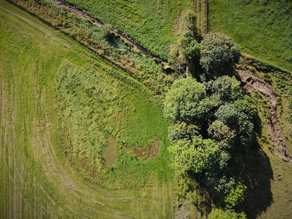 campo de grama verde com árvores