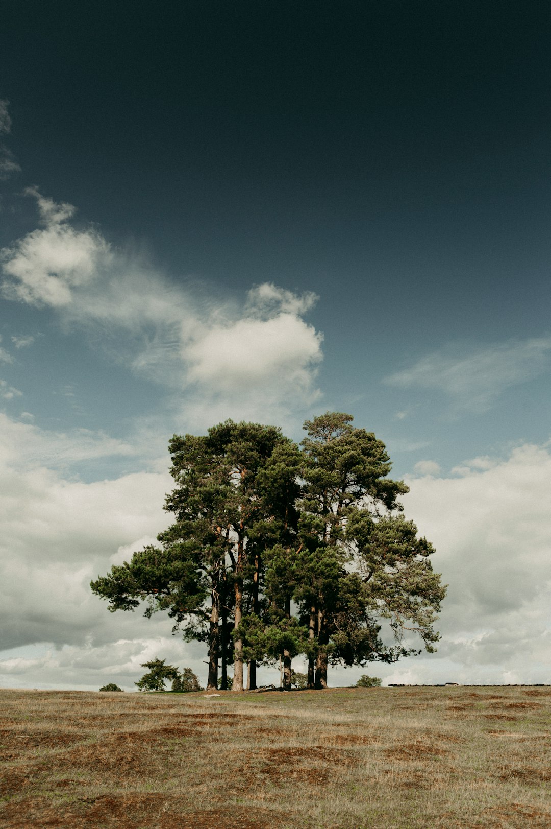 green tree under blue sky during daytime