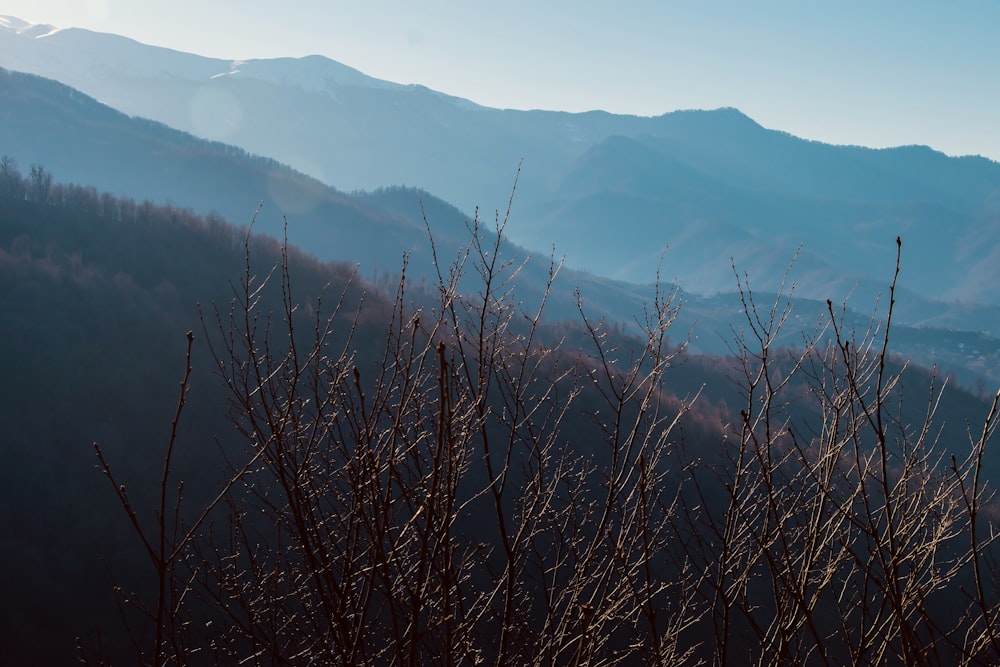 albero nudo sulla montagna durante il giorno