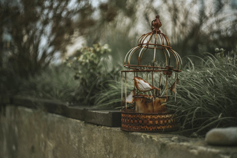 oiseau brun dans une cage à oiseaux en métal brun