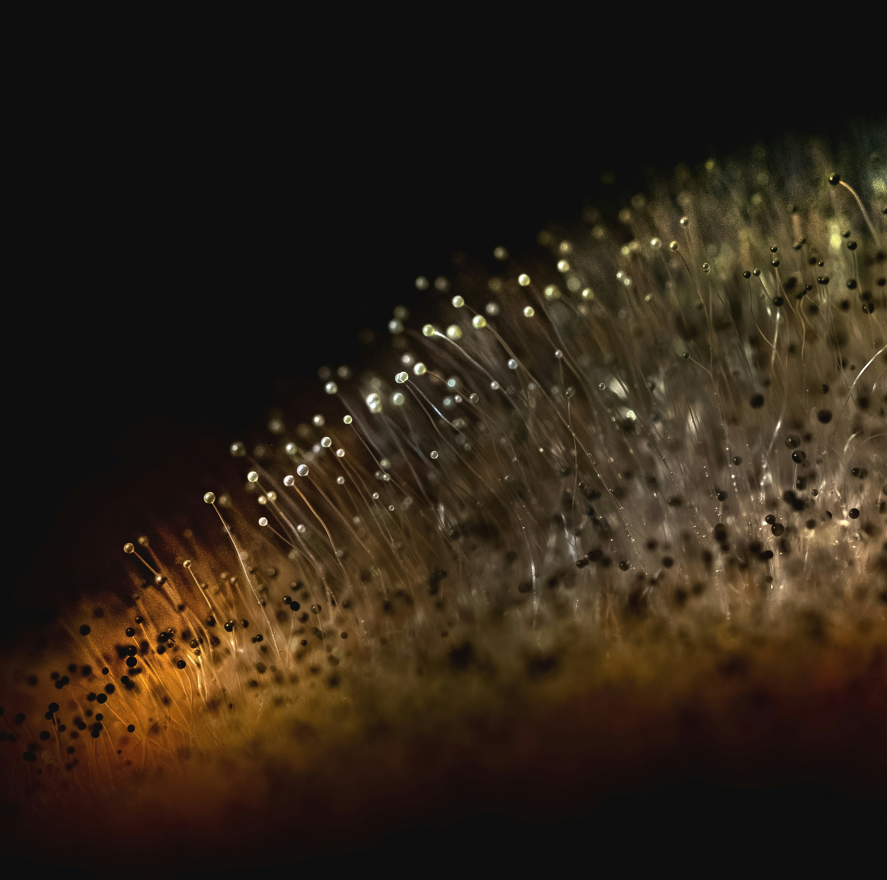 Угроза, которую нельзя игнорировать: адаптация грибковых патогенов