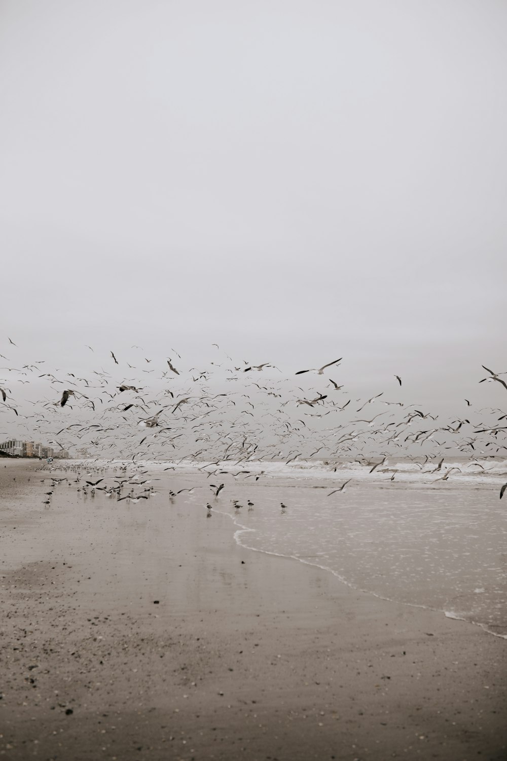 birds on beach during daytime