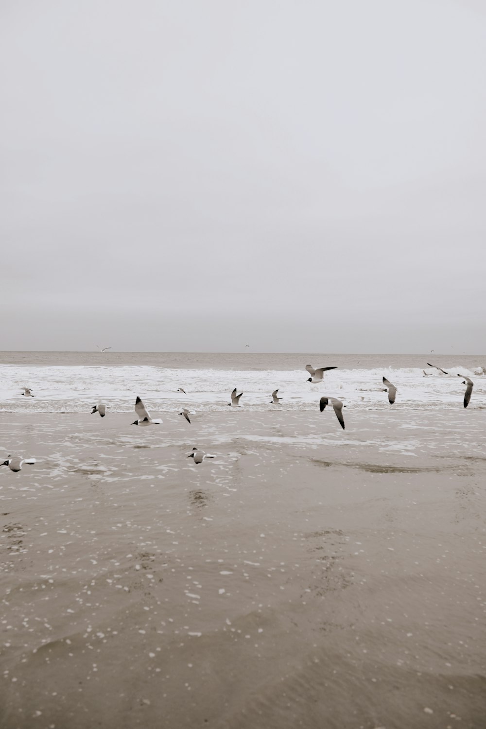 flock of birds on beach during daytime