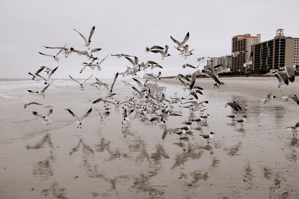 flock of birds on beach during daytime