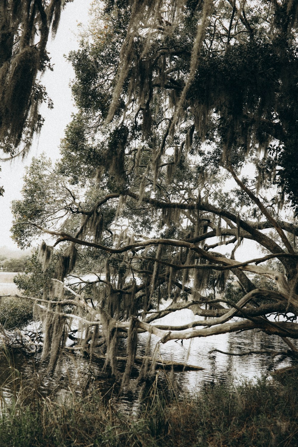 brown tree trunk near body of water during daytime