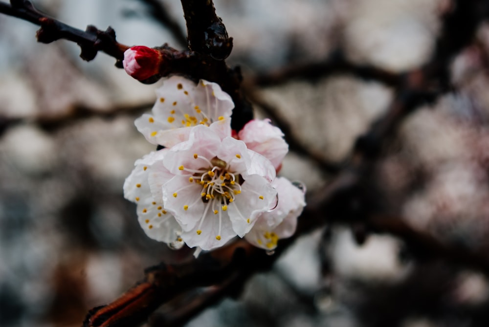 white and pink cherry blossom in close up photography