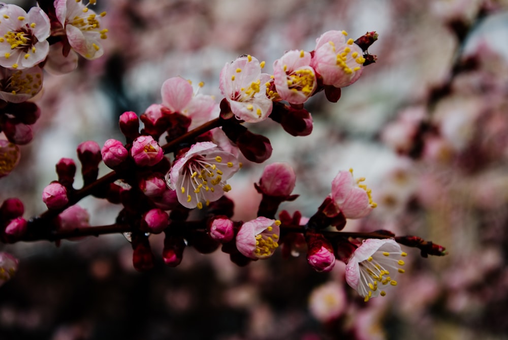 pink and white flower in tilt shift lens