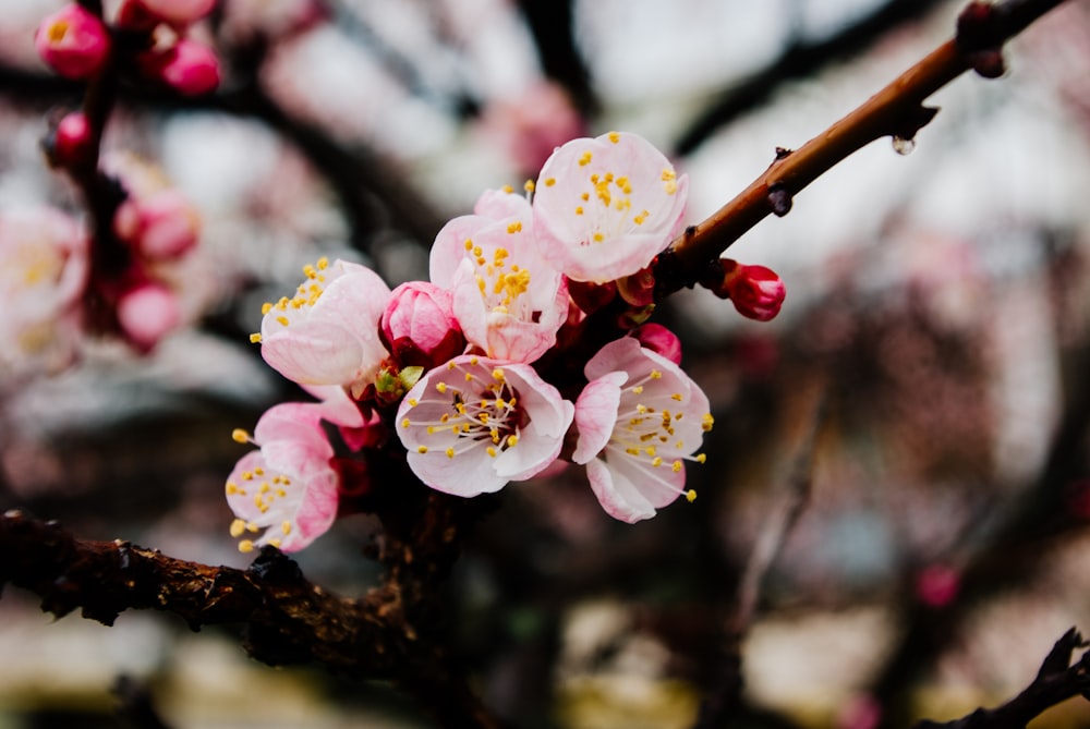 pink and white cherry blossom in close up photography