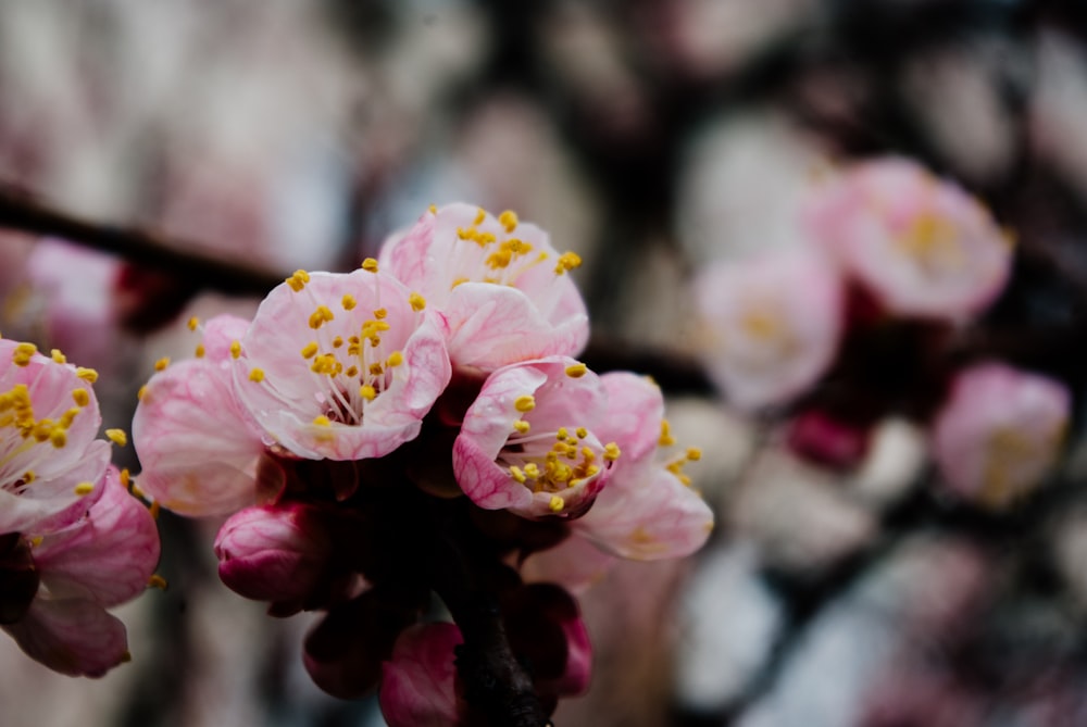 pink and yellow flower in tilt shift lens