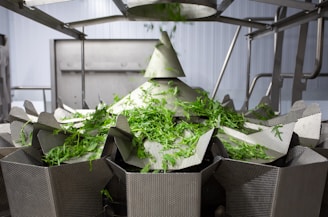 A metallic machine is processing green leafy vegetables, likely in an industrial setting. The setup includes several compartments or trays arranged in a circular pattern, with multiple pieces of lettuce or similar greens on top. Stainless steel components are visible, suggesting a food processing environment.