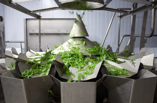 Modern fruit and vegetable processing line with machines in operation