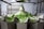 A metallic machine is processing green leafy vegetables, likely in an industrial setting. The setup includes several compartments or trays arranged in a circular pattern, with multiple pieces of lettuce or similar greens on top. Stainless steel components are visible, suggesting a food processing environment.