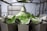 A metallic machine is processing green leafy vegetables, likely in an industrial setting. The setup includes several compartments or trays arranged in a circular pattern, with multiple pieces of lettuce or similar greens on top. Stainless steel components are visible, suggesting a food processing environment.