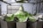 A metallic machine is processing green leafy vegetables, likely in an industrial setting. The setup includes several compartments or trays arranged in a circular pattern, with multiple pieces of lettuce or similar greens on top. Stainless steel components are visible, suggesting a food processing environment.