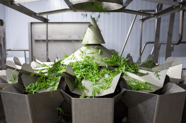 A metallic machine is processing green leafy vegetables, likely in an industrial setting. The setup includes several compartments or trays arranged in a circular pattern, with multiple pieces of lettuce or similar greens on top. Stainless steel components are visible, suggesting a food processing environment.
