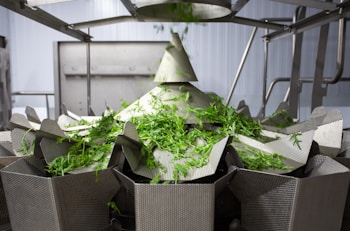 A metallic machine is processing green leafy vegetables, likely in an industrial setting. The setup includes several compartments or trays arranged in a circular pattern, with multiple pieces of lettuce or similar greens on top. Stainless steel components are visible, suggesting a food processing environment.