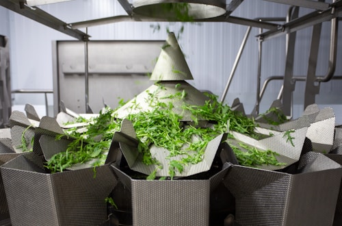A metallic machine is processing green leafy vegetables, likely in an industrial setting. The setup includes several compartments or trays arranged in a circular pattern, with multiple pieces of lettuce or similar greens on top. Stainless steel components are visible, suggesting a food processing environment.