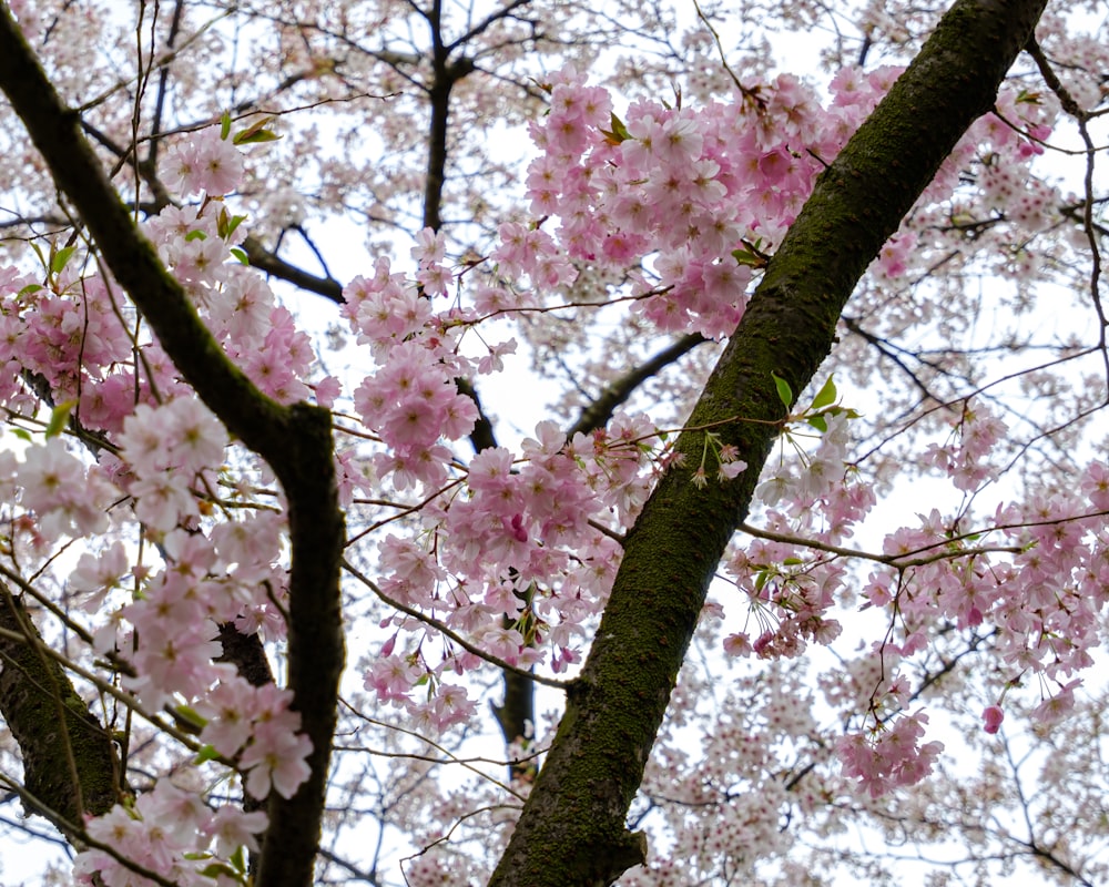 pink cherry blossom tree during daytime