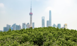 A vibrant collage showing the lush greenery of Belize alongside the dynamic skyline of Dallas, Texas.