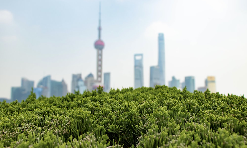 Planta verde cerca de los edificios de la ciudad durante el día