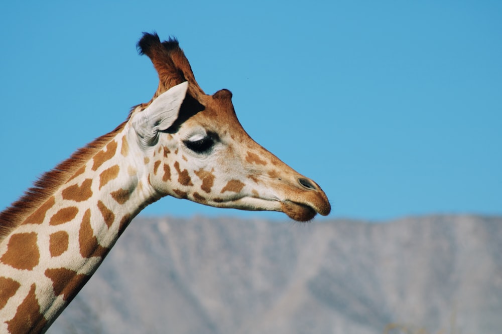 brown giraffe under blue sky during daytime