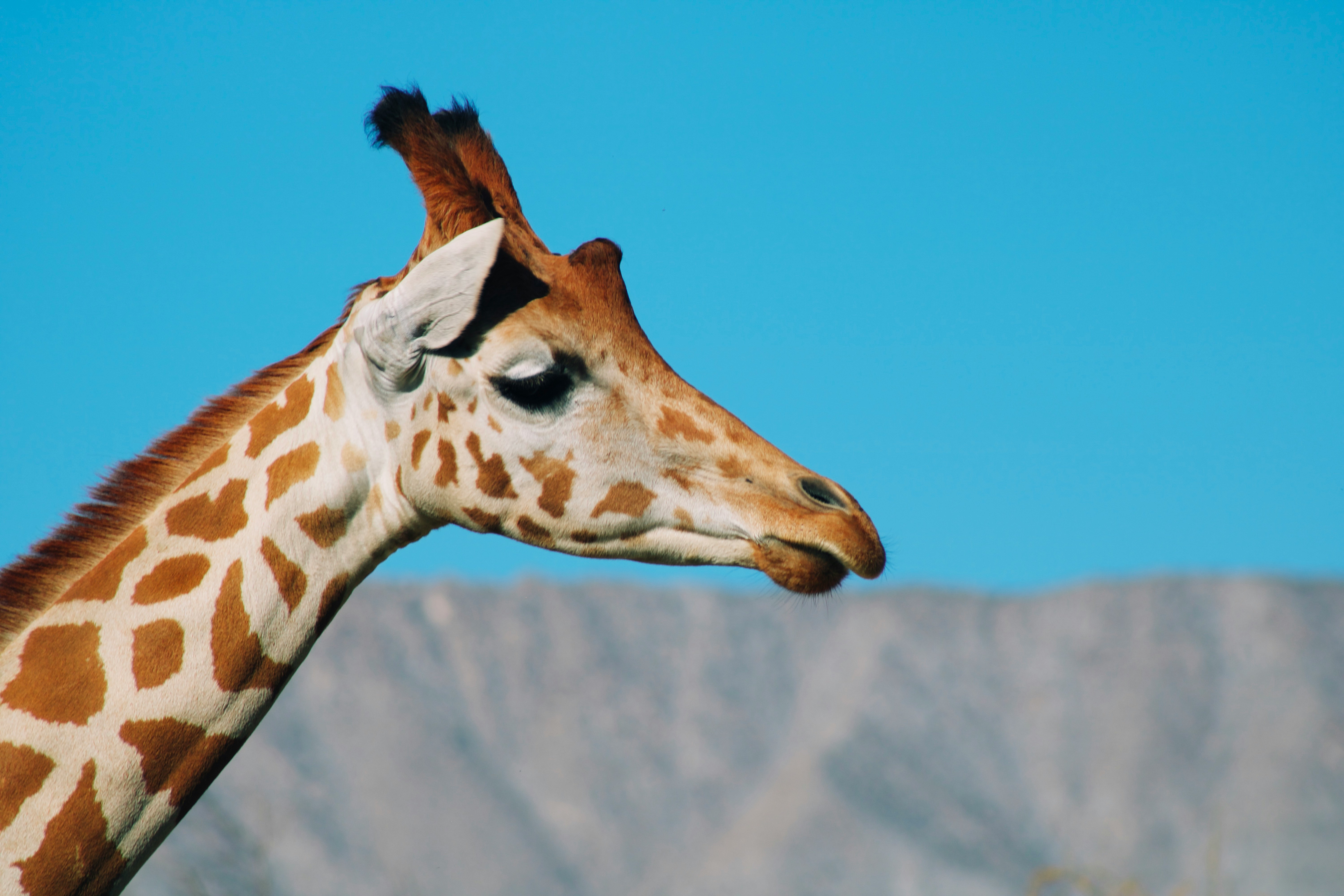 brown giraffe under blue sky during daytime