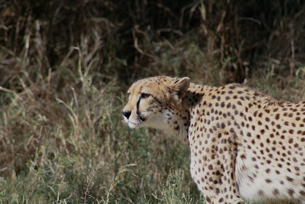 cheetah on brown grass field during daytime