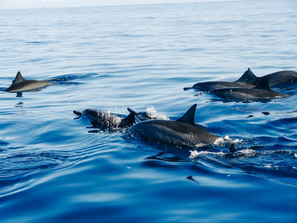 Schwarzer Delfin tagsüber im blauen Wasser