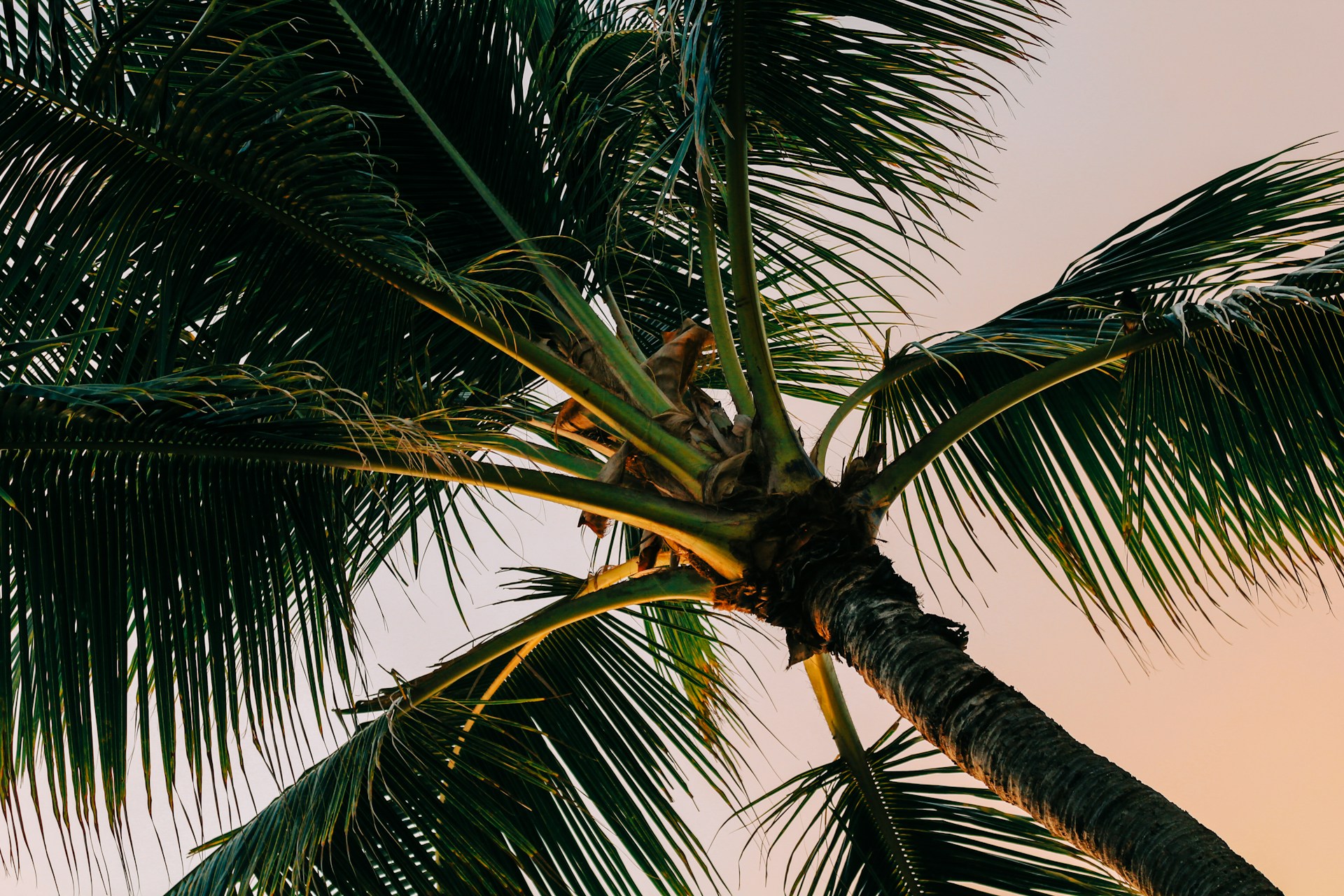 green palm tree under blue sky during daytime
