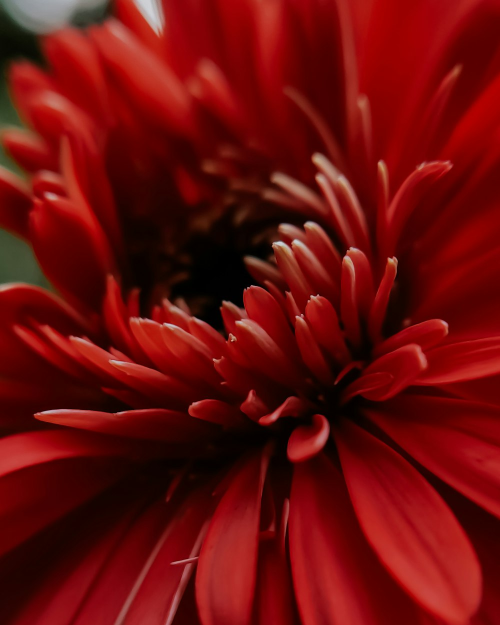 red flower in macro shot