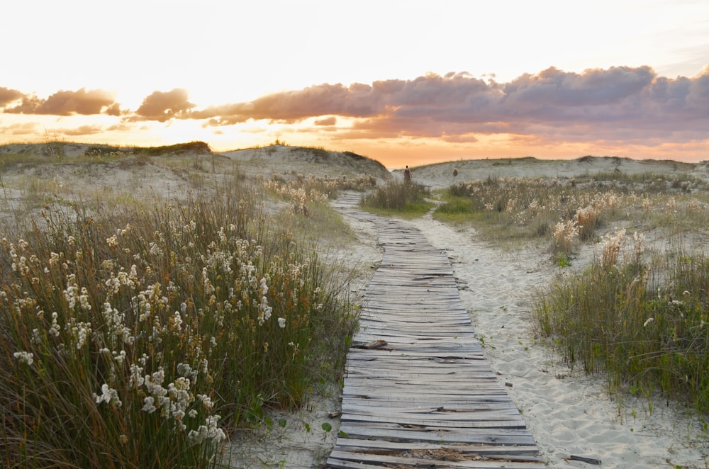 brown wooden pathway between green grass field during daytime