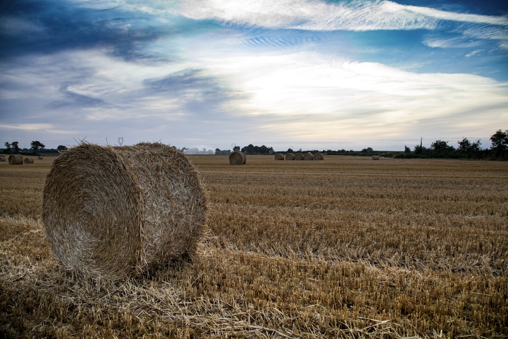 brown grass field under blue sky during daytime