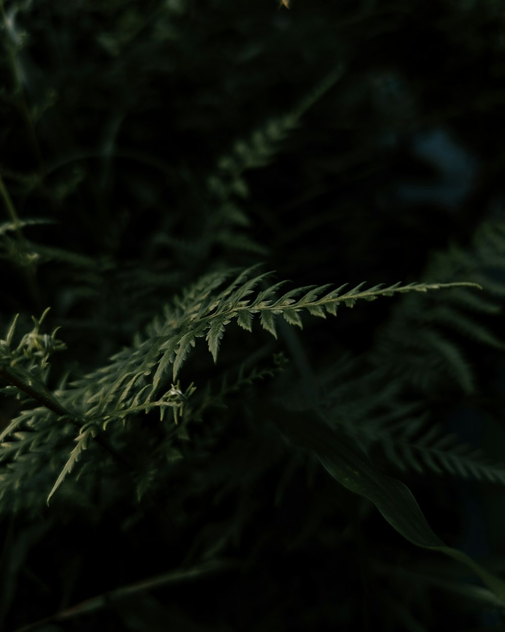 green fern plant in close up photography