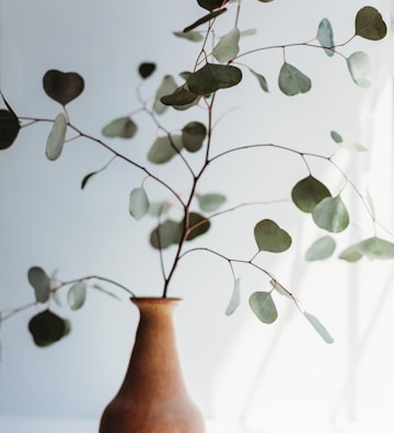 green plant on brown ceramic vase