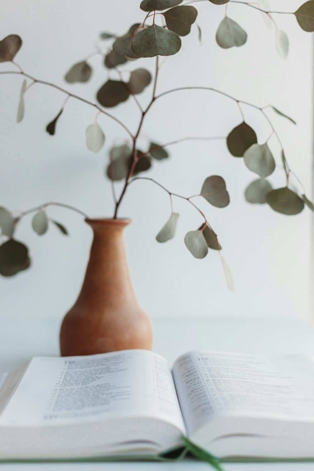 plante verte sur vase en céramique marron